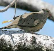 Common Ground Dove