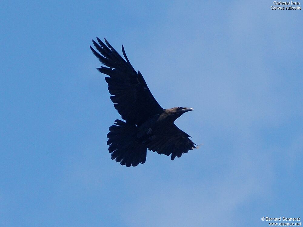 Brown-necked Raven, Flight