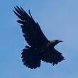 Corbeau brun