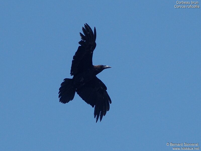 Brown-necked Raven, Flight