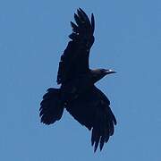 Brown-necked Raven