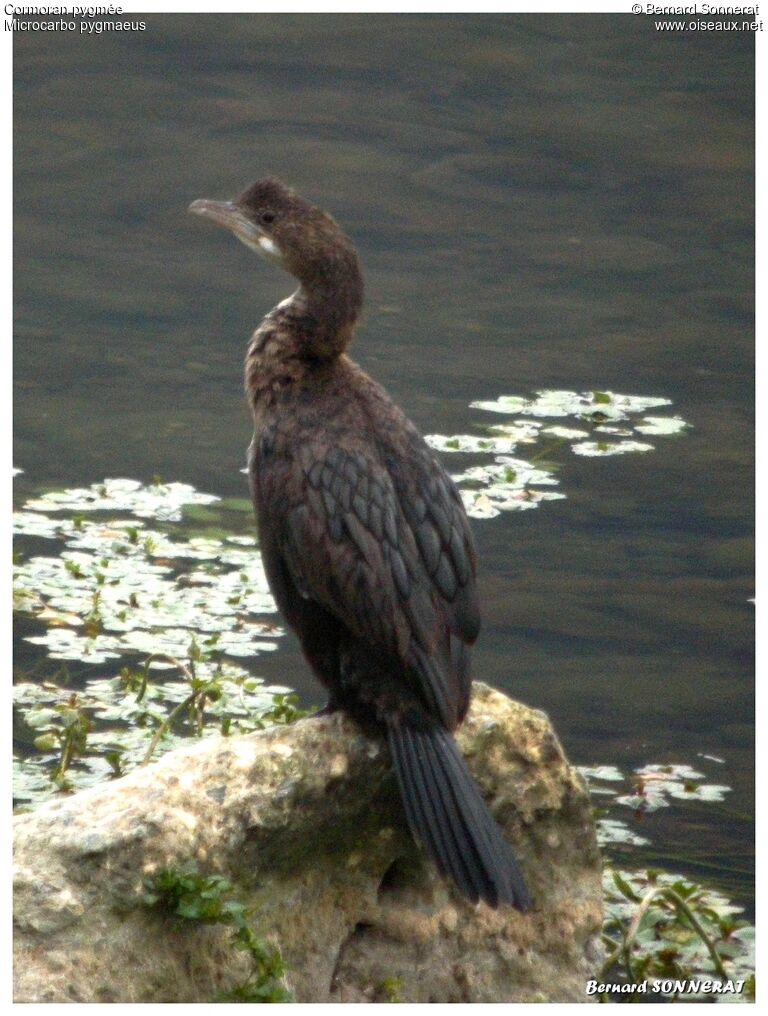 Pygmy Cormorant