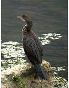 Pygmy Cormorant