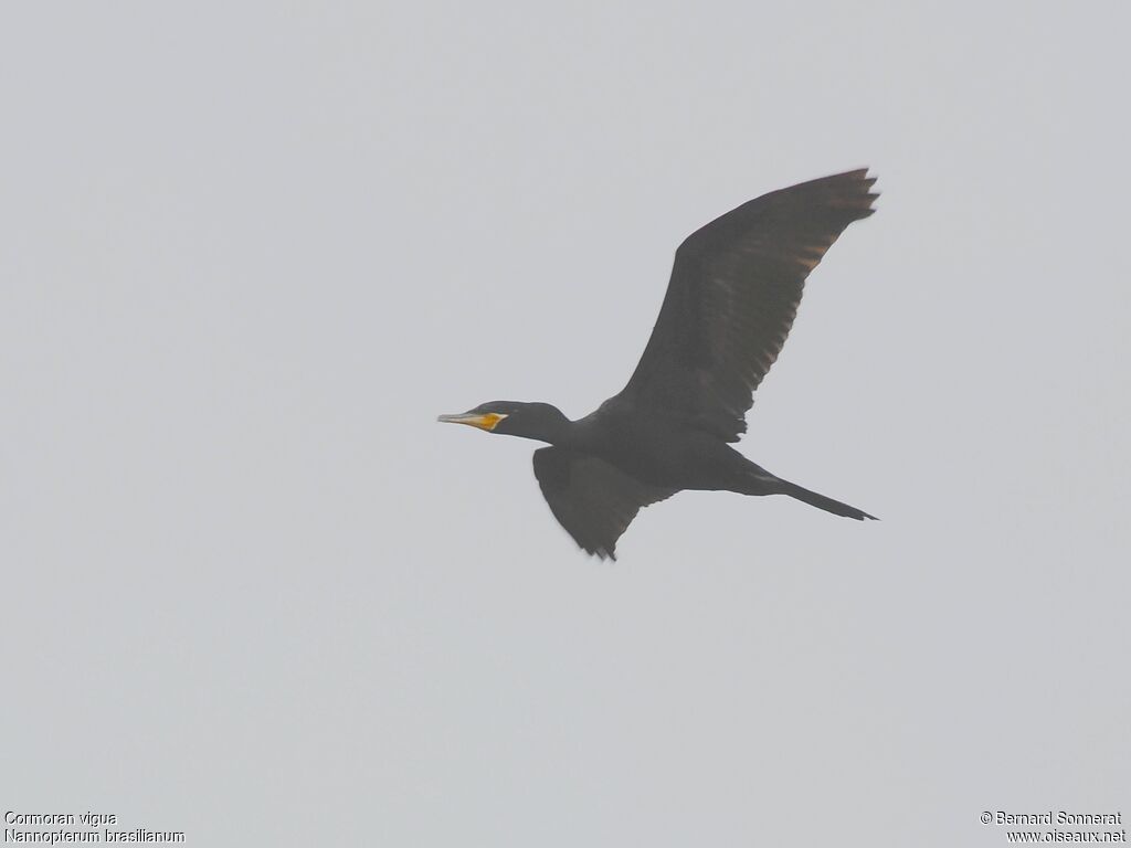 Neotropic Cormorant