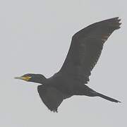 Neotropic Cormorant