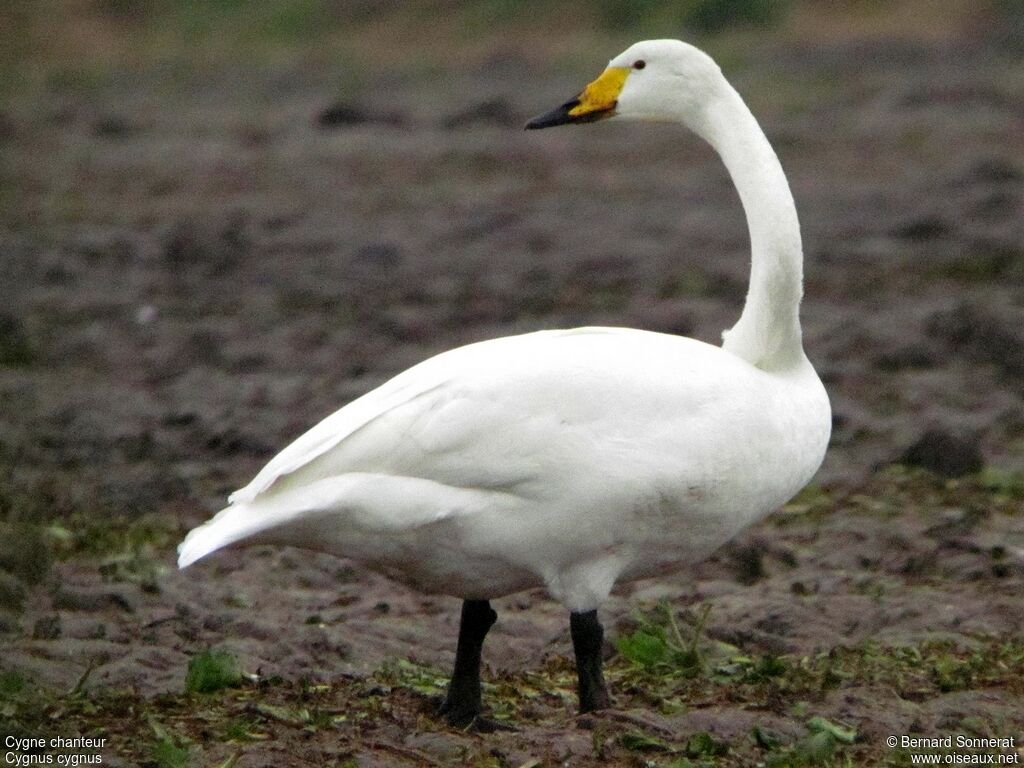 Cygne chanteur