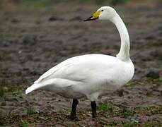 Whooper Swan