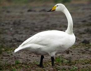 Cygne chanteur