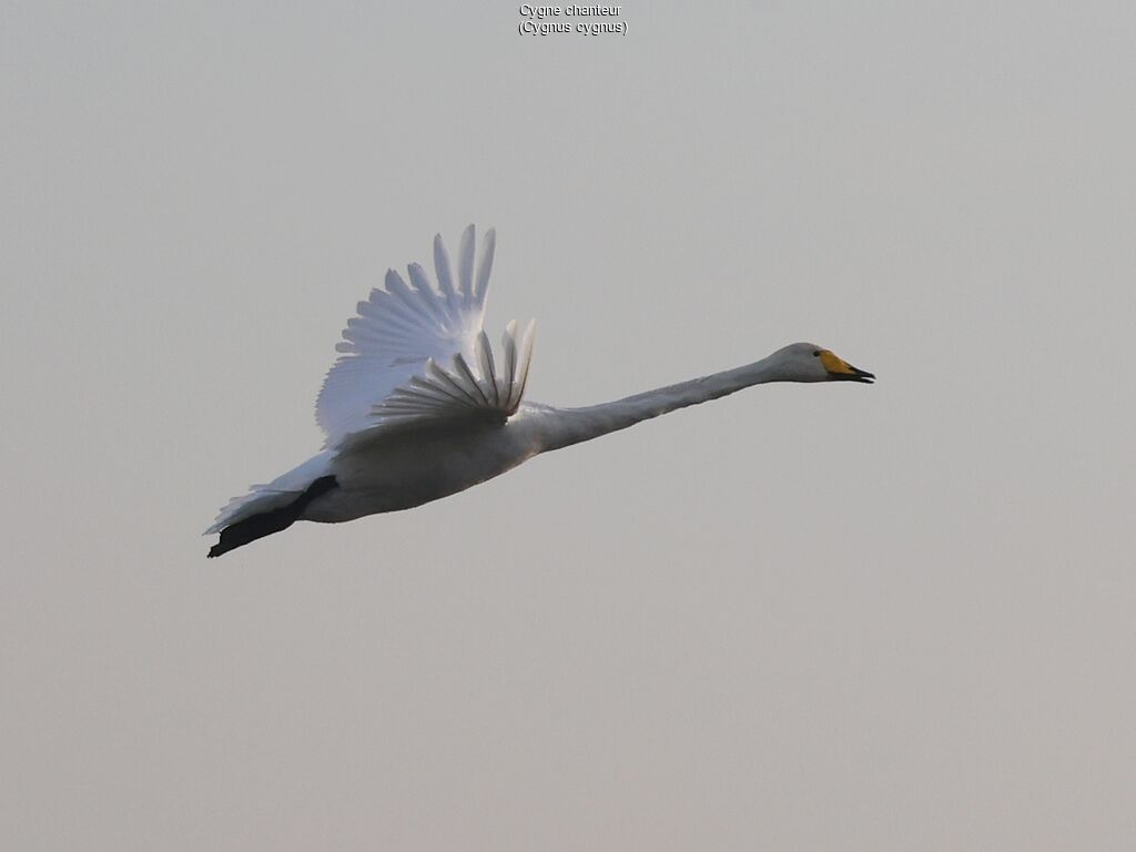 Cygne chanteur