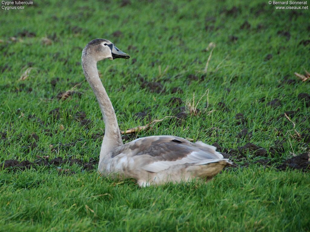 Cygne tuberculé1ère année