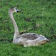 Cygne tuberculé