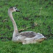 Cygne tuberculé