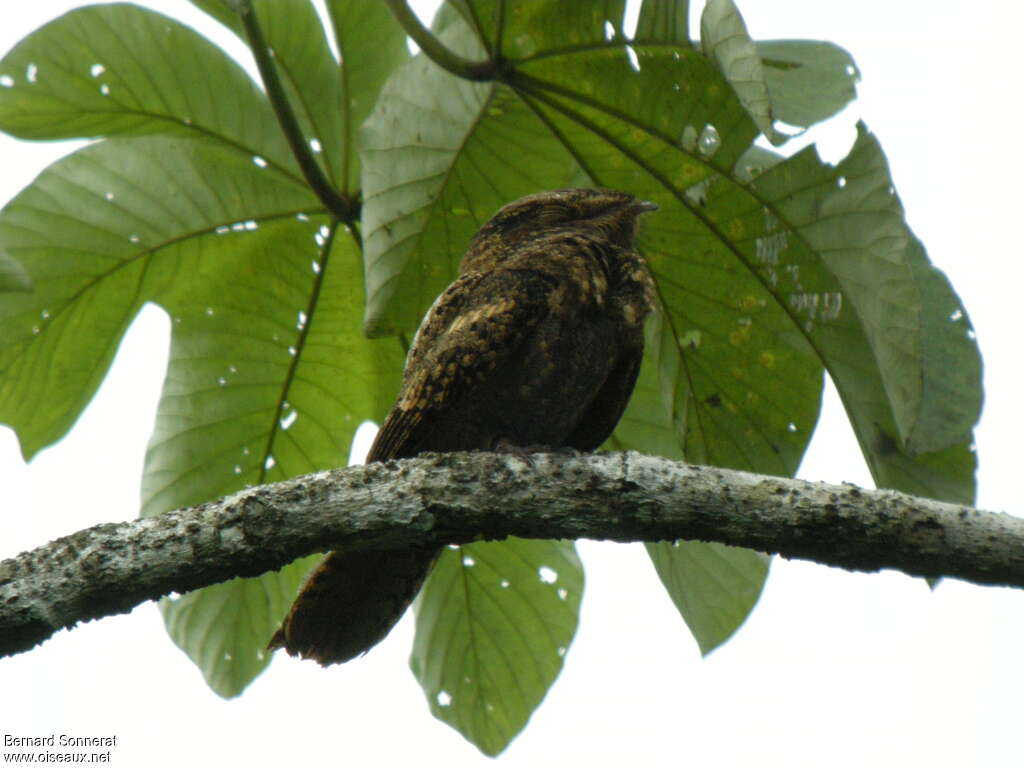 Chuck-will's-widow, identification