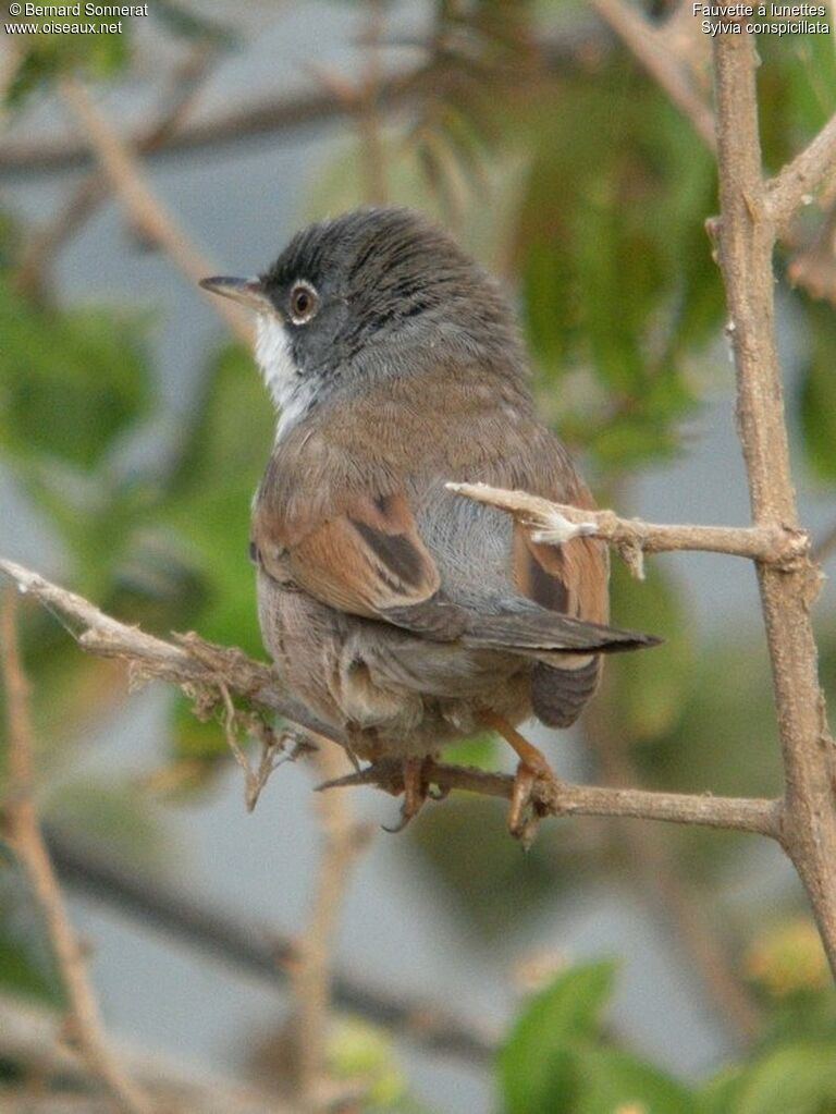 Spectacled Warbler