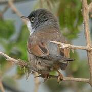 Spectacled Warbler