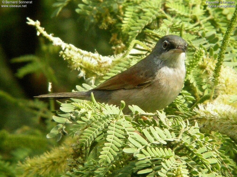 Spectacled Warbler