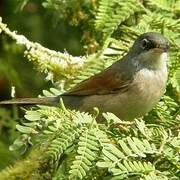 Spectacled Warbler