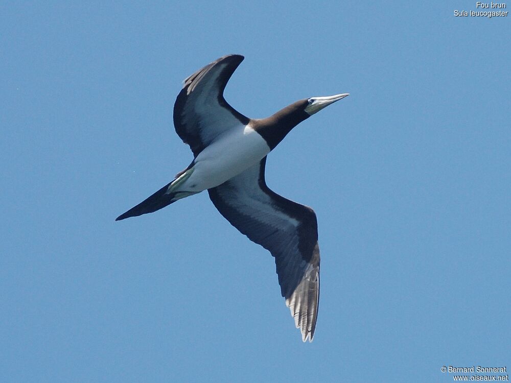 Brown Boobyadult, Flight