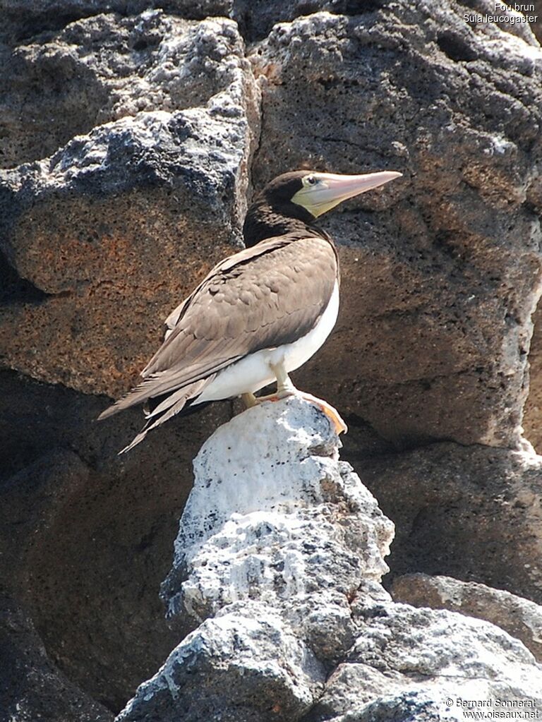 Brown Boobyadult