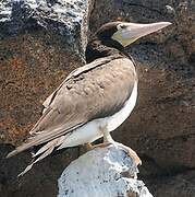 Brown Booby