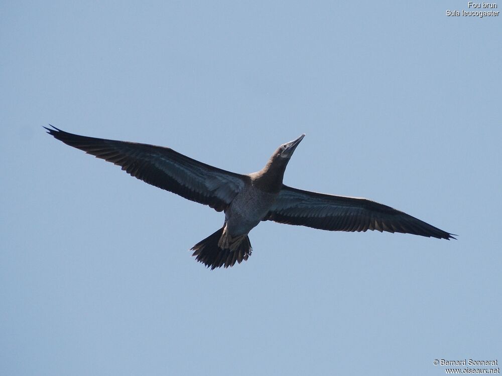 Brown Boobyimmature, Flight