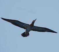 Brown Booby