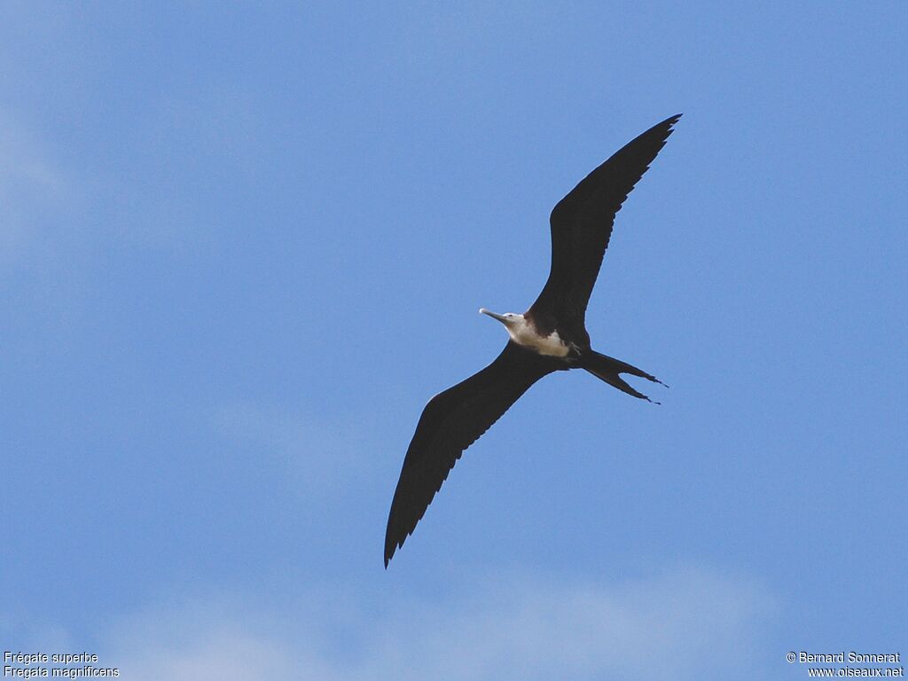 Magnificent Frigatebird