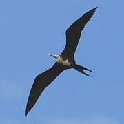 Magnificent Frigatebird