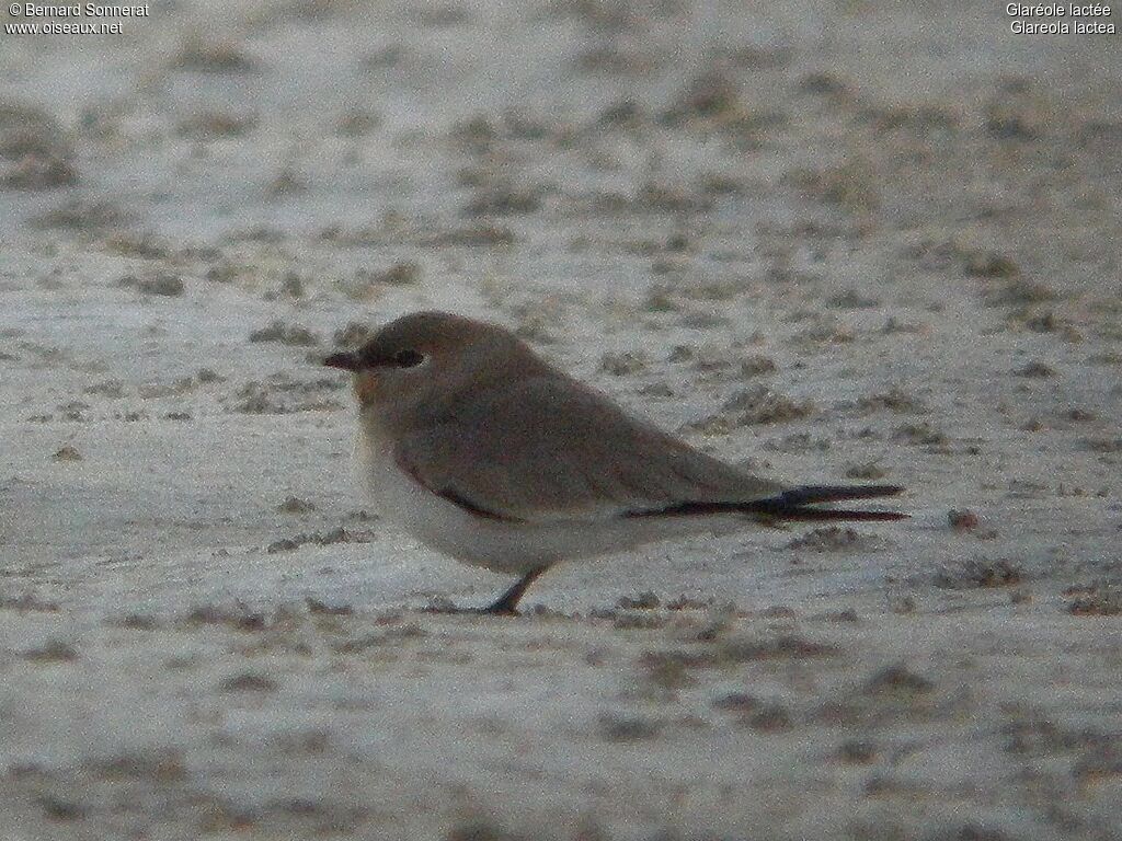 Small Pratincole