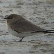 Small Pratincole