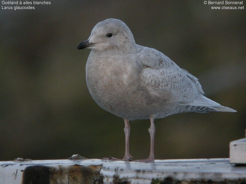 Goéland à ailes blanches1ère année