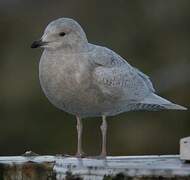 Iceland Gull