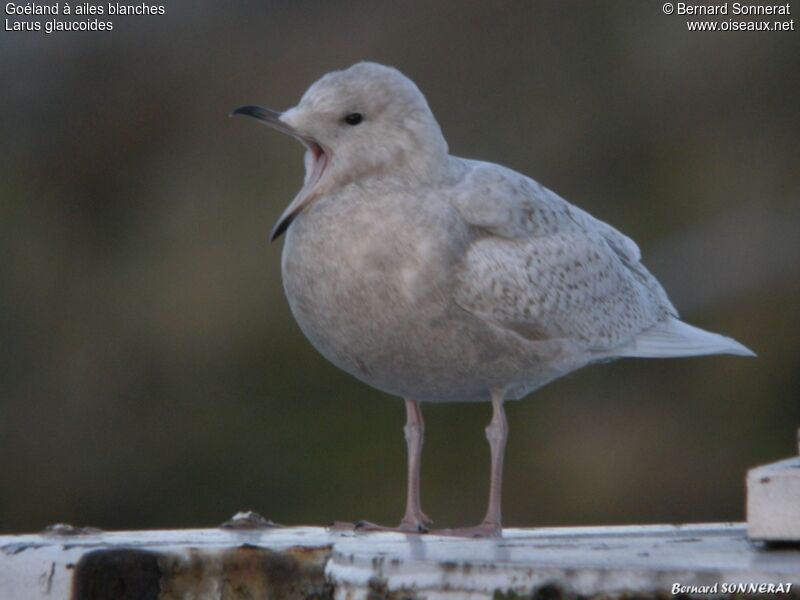 Goéland à ailes blanches1ère année