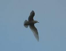 Iceland Gull