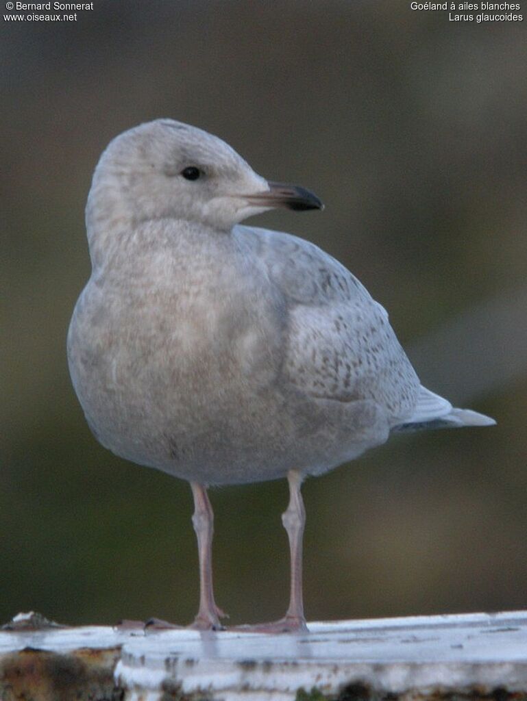 Goéland à ailes blanches