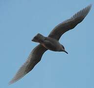 Iceland Gull