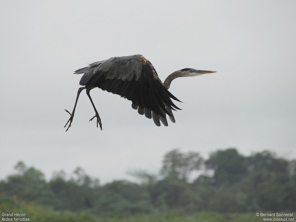 Great Blue Heron