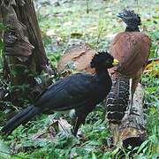 Great Curassow