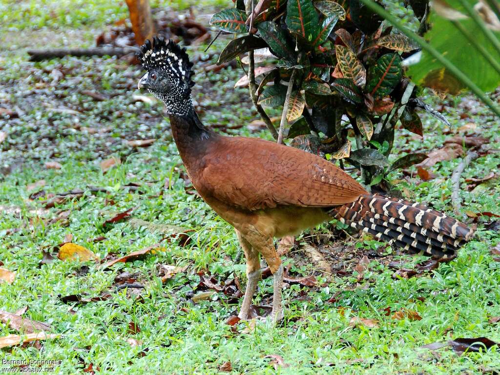 Great Curassow female adult, identification