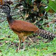 Great Curassow