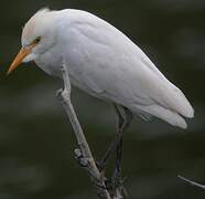 Western Cattle Egret