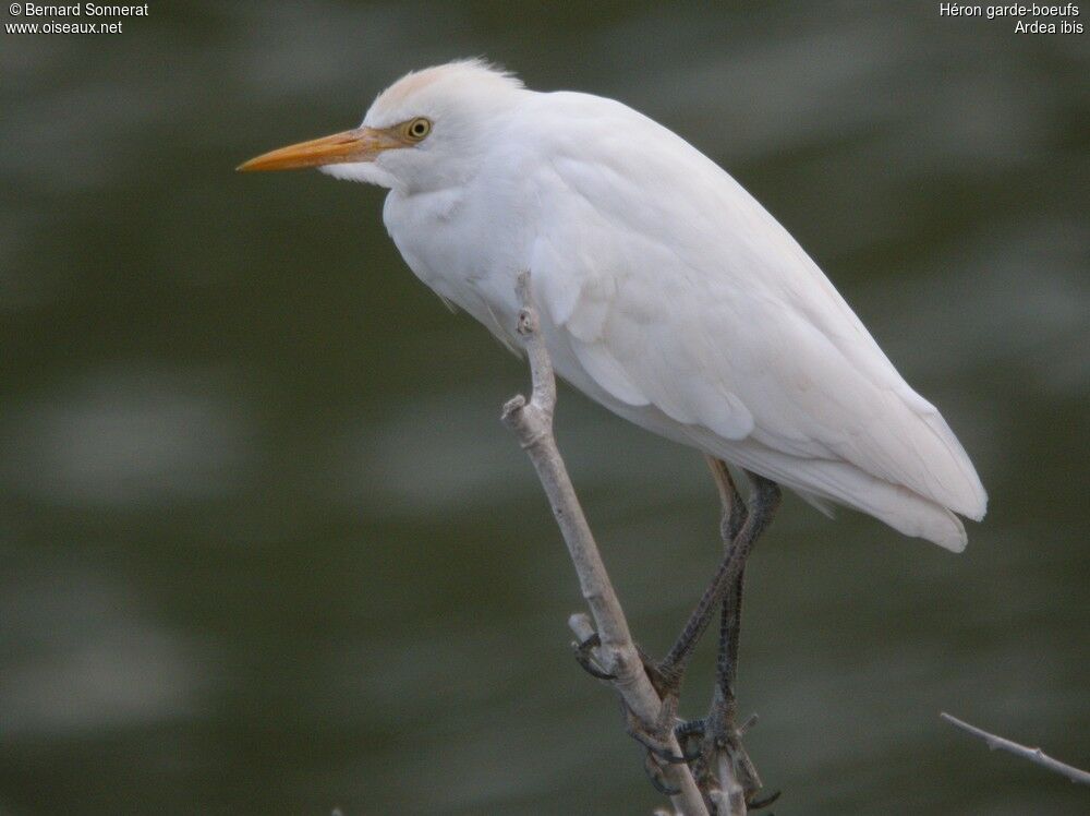 Western Cattle Egret