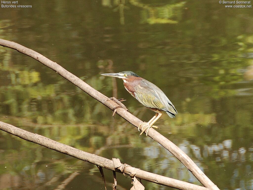 Green Heron