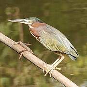 Green Heron