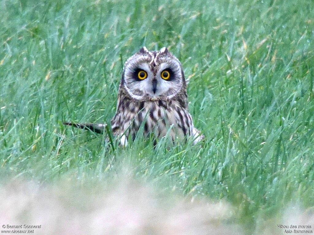 Short-eared Owladult