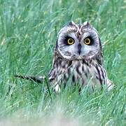 Hibou des marais