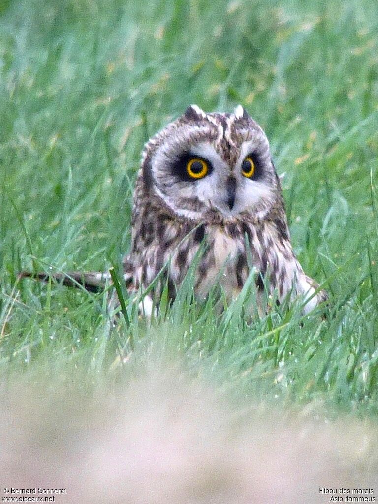 Hibou des marais