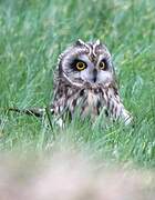 Short-eared Owl