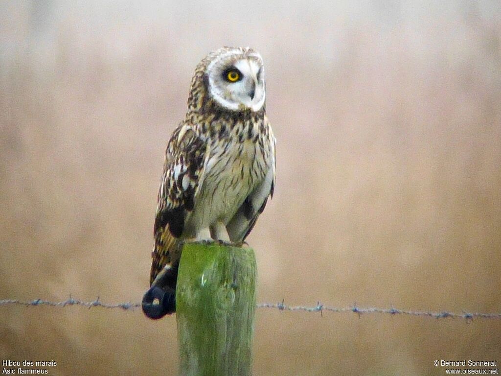 Hibou des marais