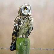 Short-eared Owl